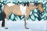 Horse Color:Buckskin Roan Dun Tobiano