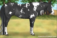 Horse Color:White Spotted Black Splash Rabicano
