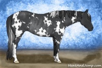 Horse Color:White Spotted Blue Roan Rabicano