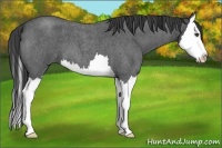 Horse Color:Smoky Blue Roan Splash 