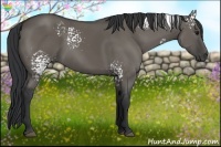 Horse Color:White Spotted Grullo