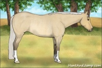Horse Color:Silver Buckskin Roan Dun Rabicano 