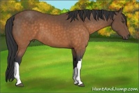 Horse Color:Buckskin 
