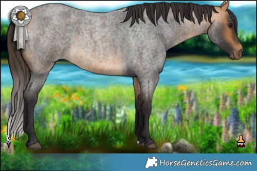 Horse Color:Buckskin Roan 