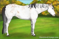 Horse Color:Bay Dun Sabino
