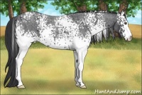 Horse Color:White Spotted Blue Roan 