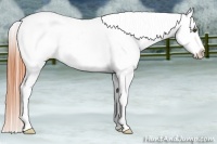 Horse Color:Bay Dun Near Fewspot 