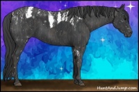 Horse Color:Black Tobiano Brindle