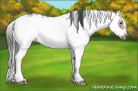 Horse Color:Bay Sabino Frame 