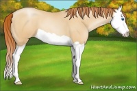 Horse Color:Amber Champagne Pearl Splash