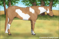 Horse Color:Gray White Spotted Grullo  Brindle