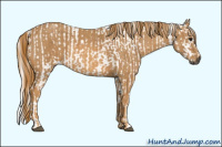 Horse Color:Gray White Spotted Black  Brindle