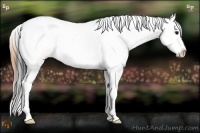 Horse Color:Buckskin Tobiano Blanket