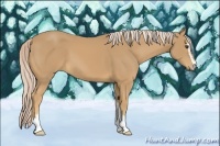 Horse Color:Palomino Sabino 