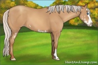 Horse Color:Silver Amber Champagne Sabino Splash Frame 