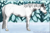 Horse Color:Black Sabino Tobiano Frame Rabicano 