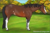 Horse Color:White Spotted Bay 