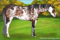 Horse Color:White Spotted Bay Splash Frame