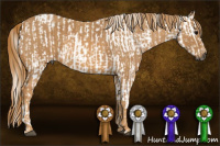 Horse Color:Gray White Spotted Black  Brindle