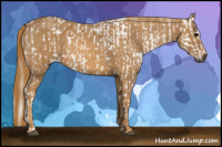 Horse Color:Gray White Spotted Black  Brindle