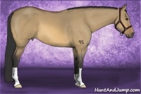 Horse Color:Buckskin Dun