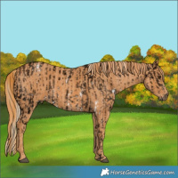Horse Color:Chocolate Palomino Ice Sabino  Brindle