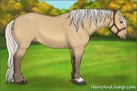 Horse Color:Silver Buckskin Dun 