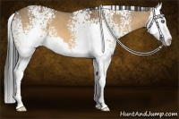 Horse Color:White Spotted Buckskin Dun Splash 