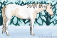 Horse Color:Perlino Tobiano 