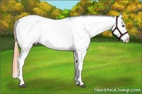 Horse Color:White Spotted Buckskin Dun Splash Appaloosa