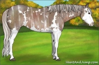Horse Color:White Spotted Silver Black Ice Sabino Splash Rabicano 