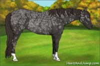 Horse Color:Liver Chestnut Ice Rabicano
