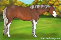 Horse Color:Silver Brown Sabino 