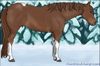 Horse Color:Chestnut Tobiano