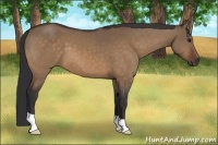 Horse Color:Bay Dun
