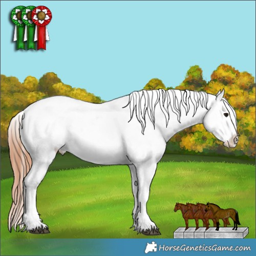 Horse Color:Brown Appaloosa Rabicano 