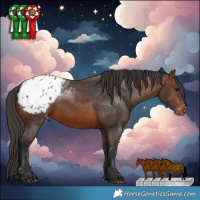 Horse Color:Brown Blanket Rabicano 