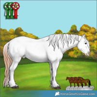 Horse Color:Brown Appaloosa Rabicano 