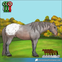 Horse Color:Brown Appaloosa Rabicano 