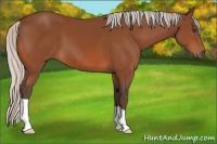 Horse Color:Silver Bay 