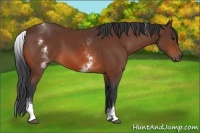 Horse Color:White Spotted Bay Rabicano