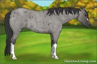 Horse Color:Grullo Roan 
