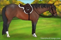 Horse Color:Bay Roan 