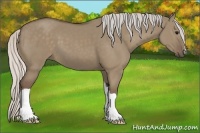 Horse Color:Silver Grullo 