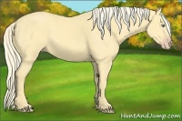Horse Color:Gold Cream Champagne Dun 