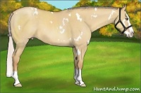 Horse Color:White Spotted Silver Classic Champagne Dun Splash 