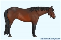Horse Color:Bay Sabino Frame Rabicano 