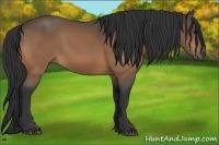 Horse Color:Buckskin Frame