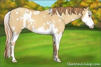 Horse Color:White Spotted Gold Champagne Dun Splash Frame