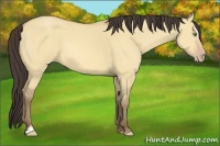 Horse Color:Amber Champagne Dun Sabino